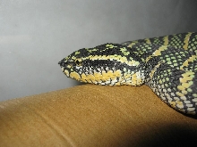 temple pit viper