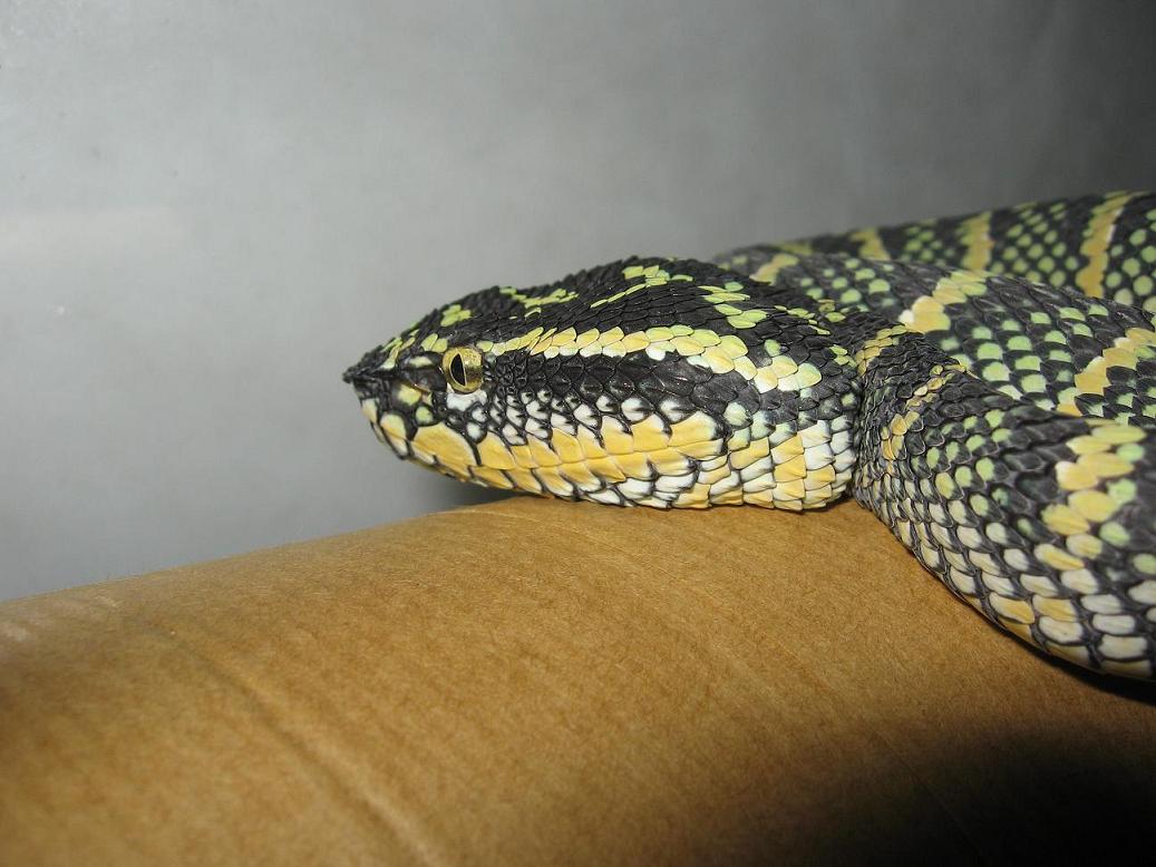 temple pit viper