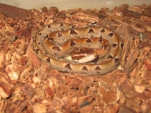 malayan pit viper