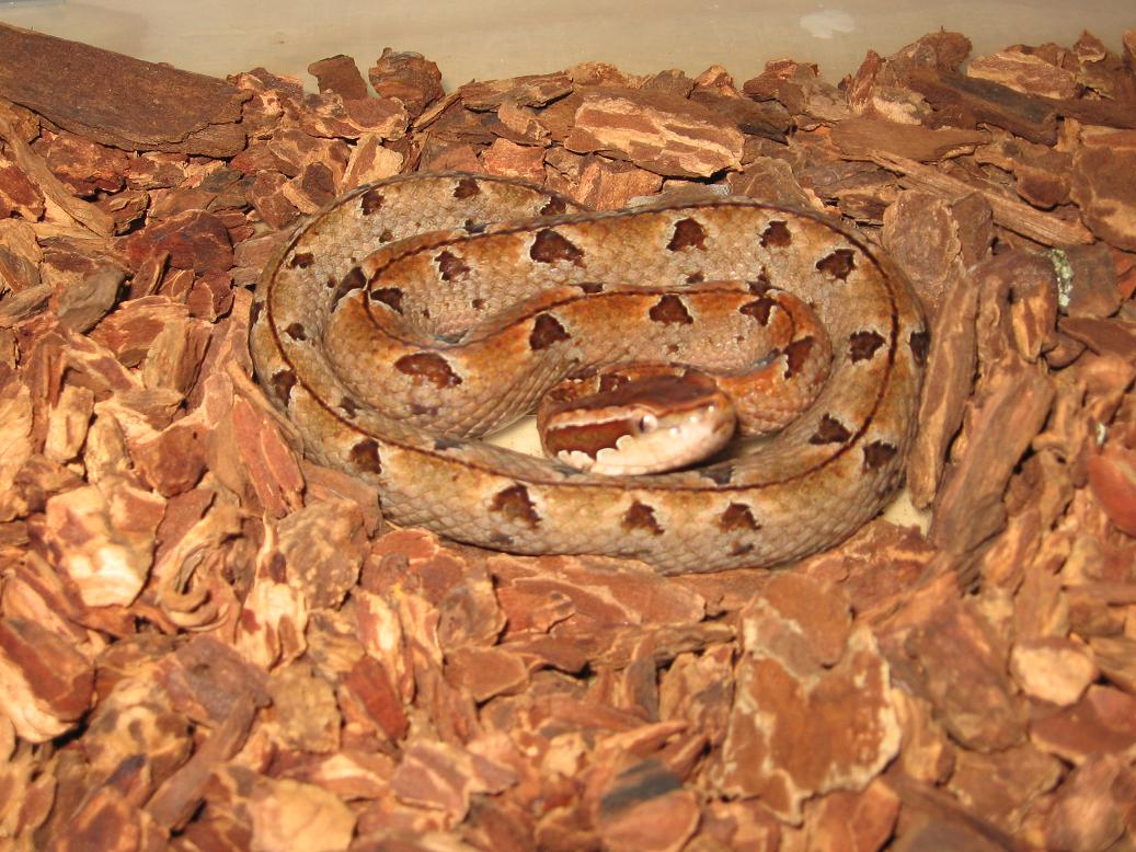 malayan pit viper