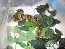 rhino viper