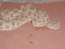 Cerastes