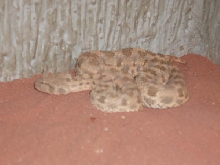 Cerastes 2