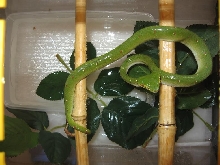 tropidolaemus wagleri