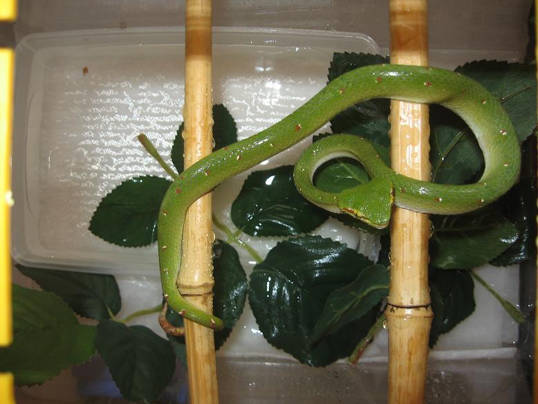 tropidolaemus wagleri