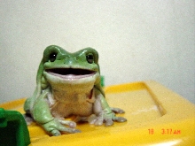 Smiling Frog