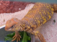 Orange Headed Yellow Body Female Saharan