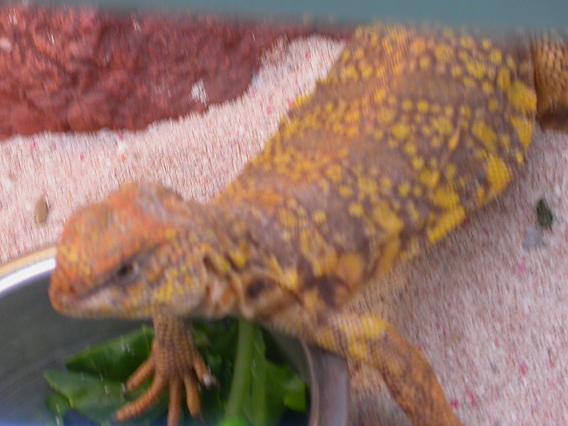Orange Headed Yellow Body Female Saharan