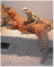 Red Niger Pair