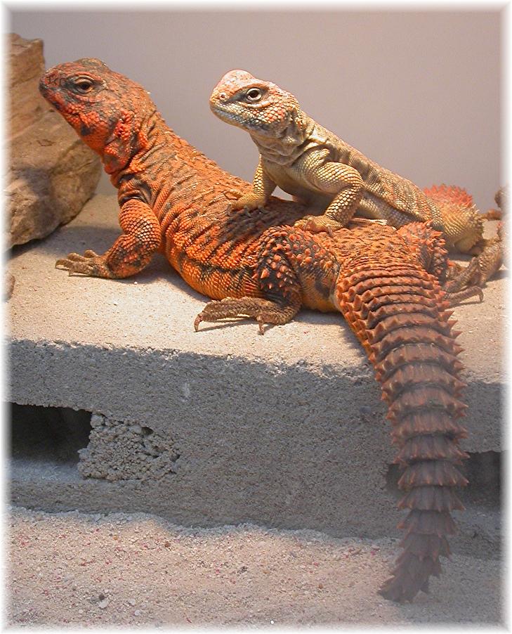 Red Niger Pair