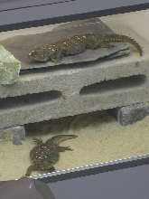ocellated uromastyx sudanese