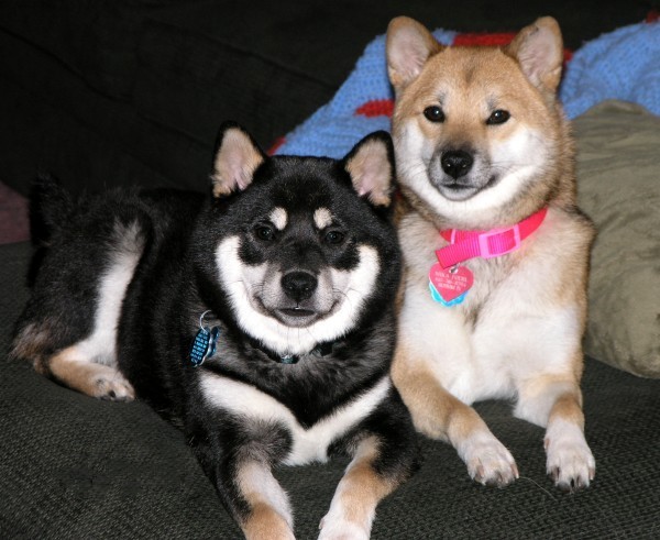 Puppies laying together....AWWWW!