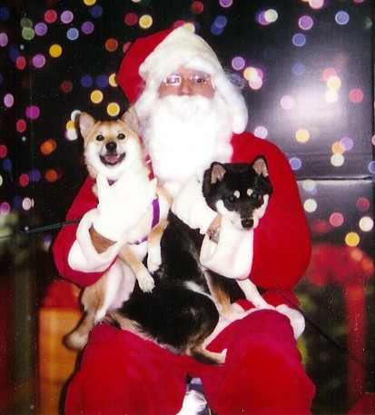 Puppies with Santa