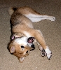 Mika goin' Shiba CRA-ZAY!