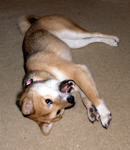 Mika goin' Shiba CRA-ZAY!