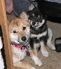 Young Dawkins and Mika
