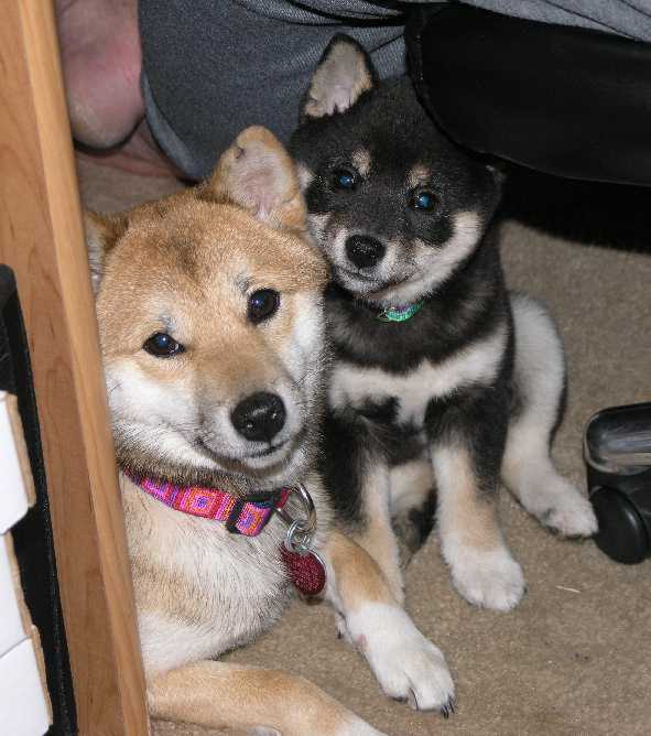 Young Dawkins and Mika