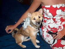 Our ring bearer
