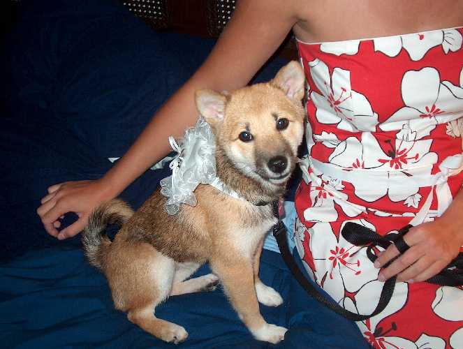 Our ring bearer