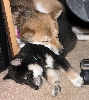 Mika sleeping on Dawkins