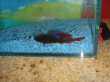 Male in the bottom