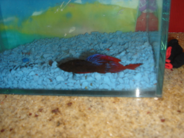 Male in the bottom