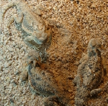 what sex are these???