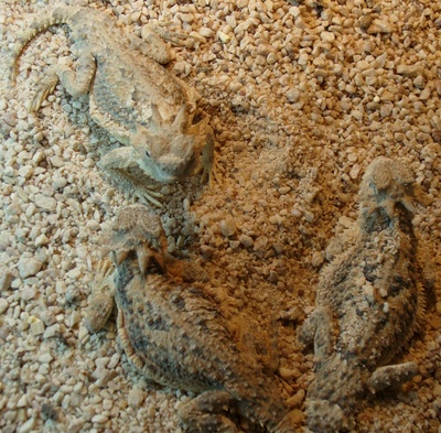 what sex are these???
