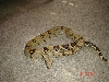 Heres Dumbledore my newest Boa