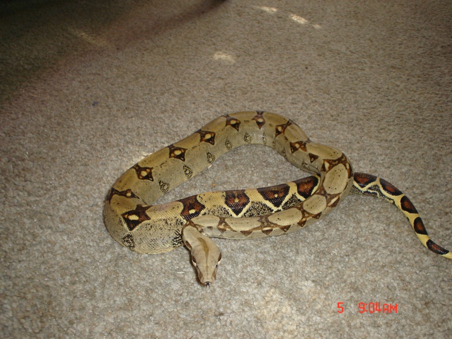 Heres Dumbledore my newest Boa
