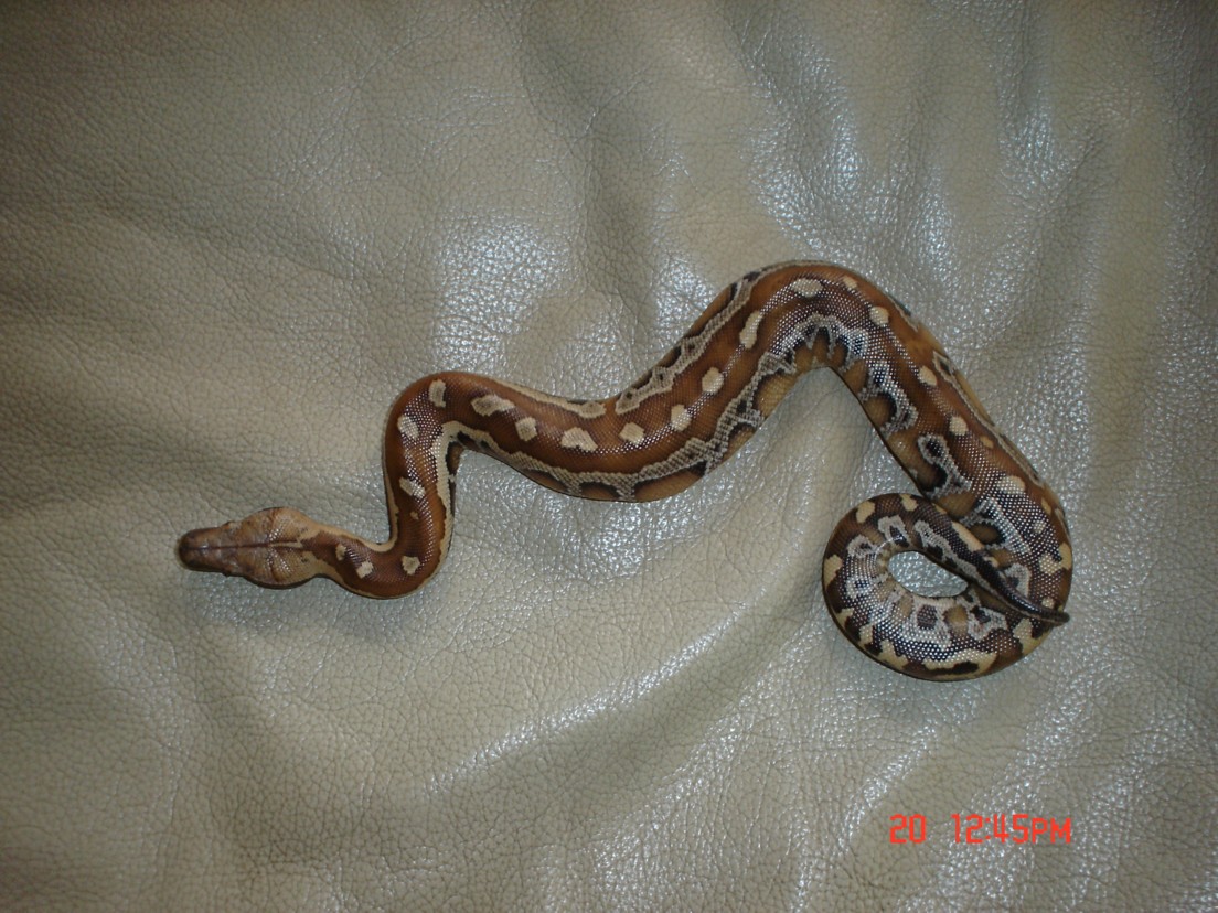 Hers Rosie or Red Blood Python