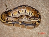 Heres Delyla My female Ball Python