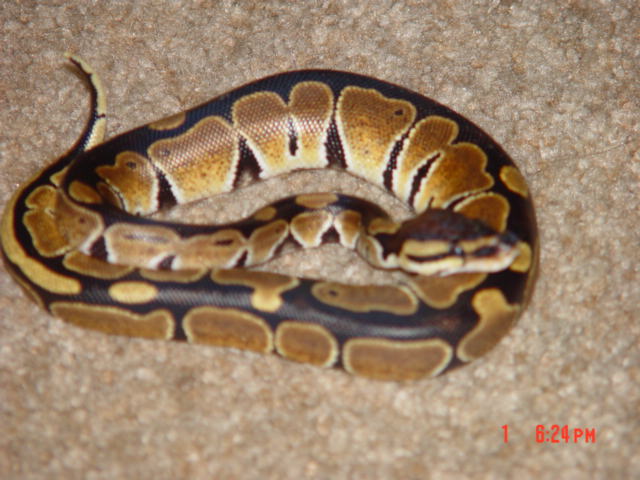 Heres Delyla My female Ball Python