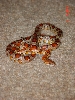 Here is Autum also know as UmmSnake my Female Corn Snake