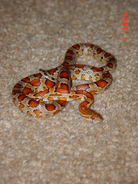 Here is Autum also know as UmmSnake my Female Corn Snake