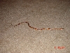 Heres is My Male 34 inch Miami Phase Corn Snake