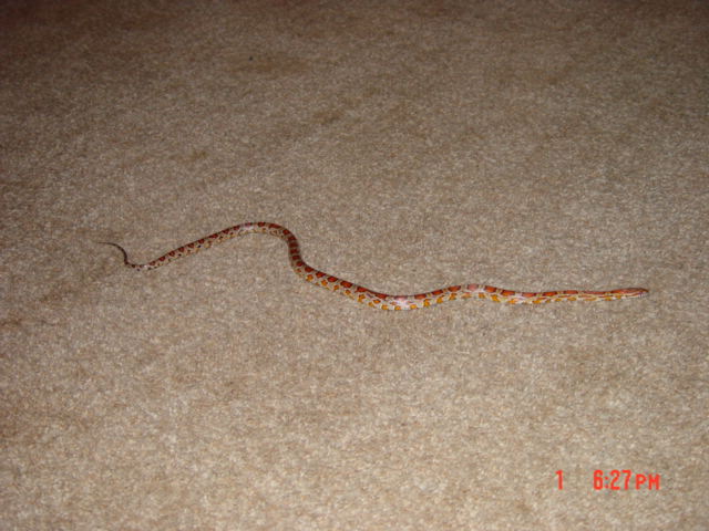 Heres is My Male 34 inch Miami Phase Corn Snake