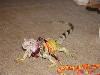 Here is Issabella My 3 1/2 Ft Female Green Iguana