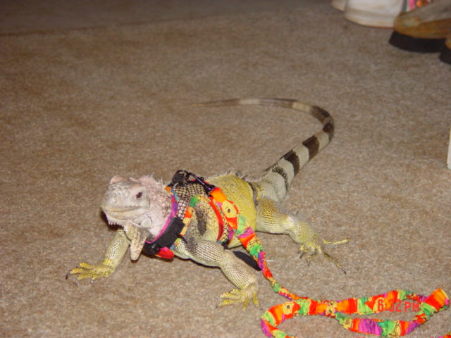 Here is Issabella My 3 1/2 Ft Female Green Iguana