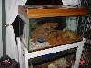 Here is Delyla in Her 65 Gal Home