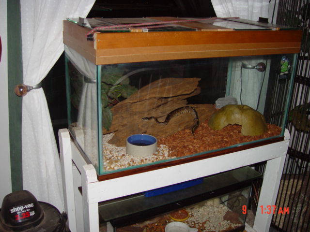 Here is Delyla in Her 65 Gal Home
