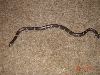 Here is Shadow Our Chain King Snake