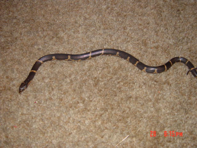 Here is Shadow Our Chain King Snake