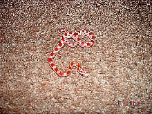 Here is Kandi Our Ultramel CornSnake