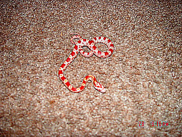 Here is Kandi Our Ultramel CornSnake
