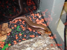 Here's Dum Dum Our Broad-Head Skink