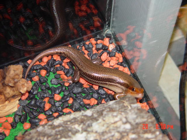 Here's Dum Dum Our Broad-Head Skink