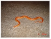 Heres Fang my newest CornSnake