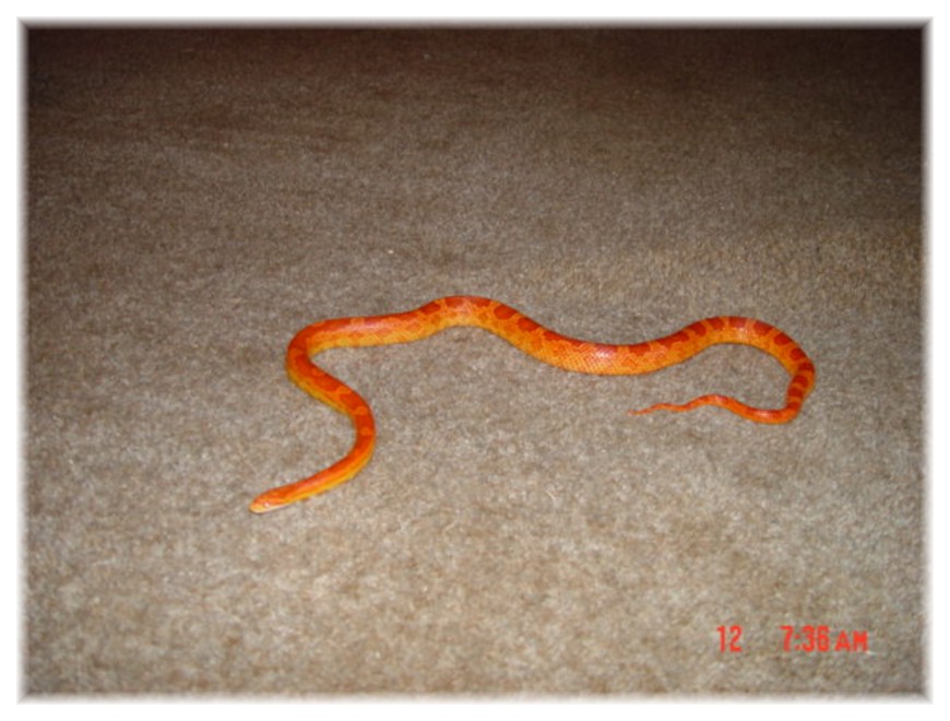 Heres Fang my newest CornSnake
