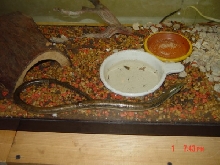 Heres Flashy our 19 inch LegLess Lizard